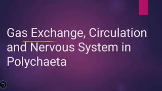 Gas exchange Circulation and Nervous system in class Polychaeta  Phylum Annelida [upl. by Gilberte]