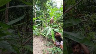 বাঁশ ঝাড় থেকে ঘুঘু পাখি ধরার সহজ পদ্ধতি।birds পাখি pakhi dovebird। [upl. by Alesig586]