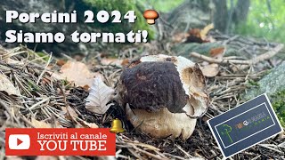 Porcini 2024 Valtellina 05062024 funghi mushroom porcini natura [upl. by Ja]