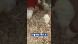 How to tackle aspergillosis in early days during broiler farming poultryhealthflockhealth broiler [upl. by Kwok]