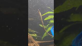 Pipefish exploring the aquarium [upl. by Lyndell]