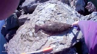 Spring at the Alameda Rock Wall Halibut fishing [upl. by Roddie151]