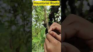 Parasitic Plant  Cascuta or Dodder parasite shorts biology facts factsshorts [upl. by Noillid470]