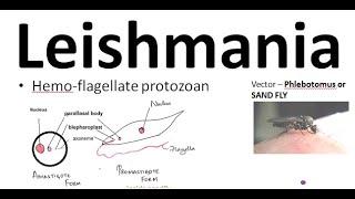 Parasitology 061 a Leishmania donovani leishmaniasis Kala azar Sand fly Amastigote ProMastigote [upl. by Ecnarretal]