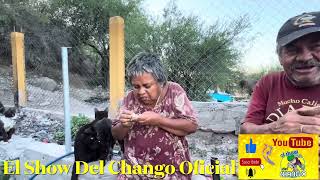 Rayito👵 Chicotes👴 Gatos y Perros [upl. by Riti]