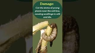 Cutworm damages and control mechanism in Tomato cultivation [upl. by Gennaro]