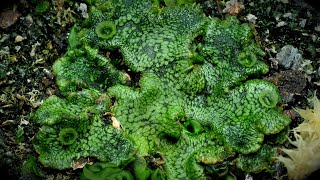 Time Lapse of Liverwort Plant Taking Over the Planter [upl. by Hairam]