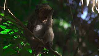 Costa Rica Rainforest  Costa Rica Wildlife [upl. by Ellicott180]