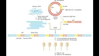 Cosmid vector [upl. by Ultun]