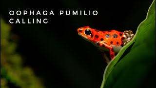 Oophaga pumilio bastimentos aka the strawberry poison dart frog calling [upl. by Leumel393]