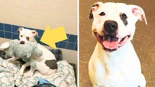 This Dog Clutched His Favorite Toy While Waiting to be Put Down What Happened Next Was Unbelievable [upl. by Pellet815]