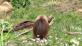 Gelada Baboon sitting in the sun [upl. by Dinny]