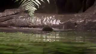 Tilly the cute platypus at Taronga Zoo Sydney  above water [upl. by Tisman595]