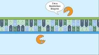 Recombinant DNA Process [upl. by Arehc]