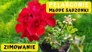 Jak dbać o młode sadzonki pelargonii Jak przezimować pelargonie 🌸🌸🌸 [upl. by Kathie]