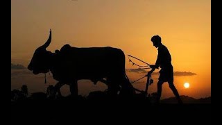 happy farmers day 2022  happy national farmers day  farmers day whatsapp  kisan status [upl. by Rocco]