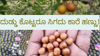 ಕಾರೆ ಹಣ್ಣುKare HannuTasty Wild Fruit in kannadaCanthium Coromandelicumnativenest [upl. by Anya]