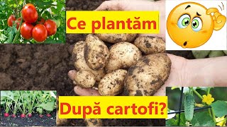 Ce putem planta după cartofi și ce NU putem planta după cartofi [upl. by Dadelos537]