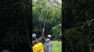 Applying pesticides to bloomed mango flowers👨‍🌾🥭 pesticides farming mangofarming [upl. by Imorej]