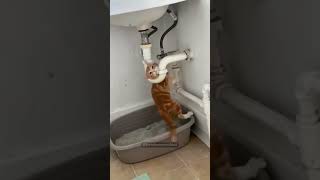 Mom I’m trapped Help me cat catshorts funnyshorts [upl. by Dexter]