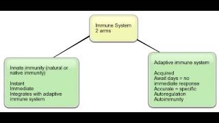 Innate vs Adaptive Immunity [upl. by Jolyn]