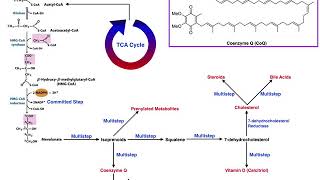 Lipid Biosynthesis  Mechanism of Statins amp Inhibiting CoQ Synthesis [upl. by Htebazile419]