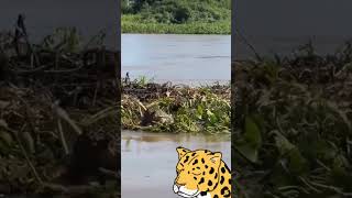 ONÇA PINTADA ATACA NOVAMENTE AO VIVO natureza vidananatureza [upl. by Niliac]