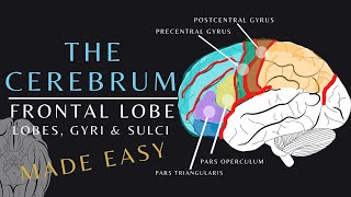 Lobes of the Brain Anatomy and Physiology of the Frontal Lobe  The Cerebrum brainanatomy shorts [upl. by Vargas932]