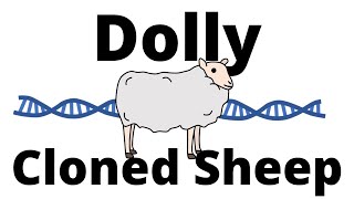 1996 The Story of Dolly the cloned Sheep  Animal Cloning [upl. by Kirit]