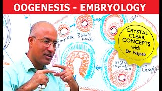 Oogenesis  Gametogenesis  Embryology🩺 [upl. by Nnairam802]