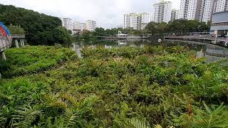 Bukit Panjang  Pang Sua Pond  Pang Sua Boardwalk  March 2024 [upl. by Northington]