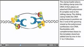 DNA Replication Animation  initiation elongation and termination [upl. by Crofton368]