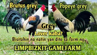 Visit quality Gamefowl in the Philippines  MARK LIM OF LIMPBIZKIT GAMEFARM [upl. by Anaitit]