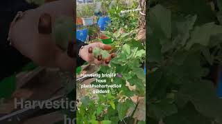 brinjil harvestig my plast🍆garden flute music 👍like share subscribr my chainel [upl. by Medarda]