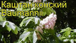 Каштан конский Баумани Краткий обзор описание характеристик aesculus hippocastanum Baumannii [upl. by Rudolph]