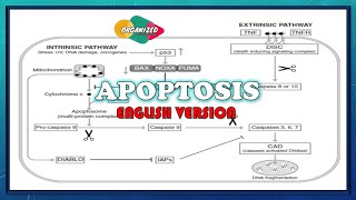 Apoptosis English version  Programmed cell death [upl. by Dogs]