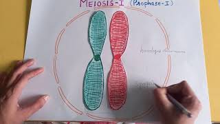 Cell Cycle and Cell Division Class 11 Biology NEET  Meiosis [upl. by Elleved]