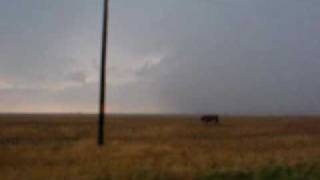 Poor cow stuck in large hail [upl. by Rosalynd]