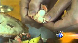 What is a langostino Ask The Fish Guy abc7chicago com [upl. by Yar]