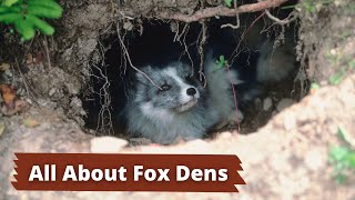 Fox Dens  How to Identify a Fox Den [upl. by Rudolf147]