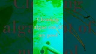 Cleaning algae out of my pool [upl. by Ayr]