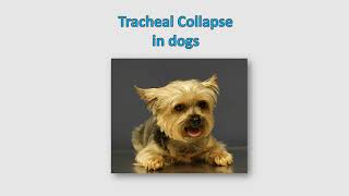 Tracheal collapse in dogs  Causes Clinical signs symptoms Diagnosis Treatment Prognosis [upl. by David]