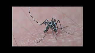 Aedes albopictus ou moustique tigre [upl. by Luca]