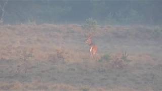 Soms heb je aan één veldje genoeg  Wild op de Veluwezoom [upl. by Kery]