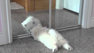 white pomeranian puppy first time seeing a mirror [upl. by Ecirtak]