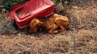 Amazing Transformation From Dog Lying Next to A Suitcase Undernourished Exhausted [upl. by Nored]