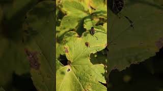 Flies in the Fall and Leptocorisa oratoria [upl. by Rawlinson]