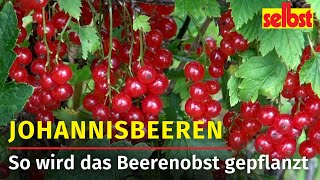 Johannisbeeren aus dem Garten [upl. by Agrippina]