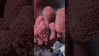 carnival candy slime mold and its spores 🍄💕 slimemold mycology vanlife microscope spores [upl. by Ahsata777]