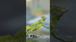 The Amazing Basilisk Lizard  Natures Water Runner discovery [upl. by Niowtna747]